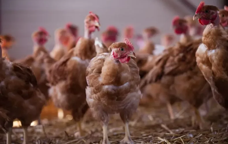 GRIPPE AVIAIRE : MESURES OBLIGATOIRES