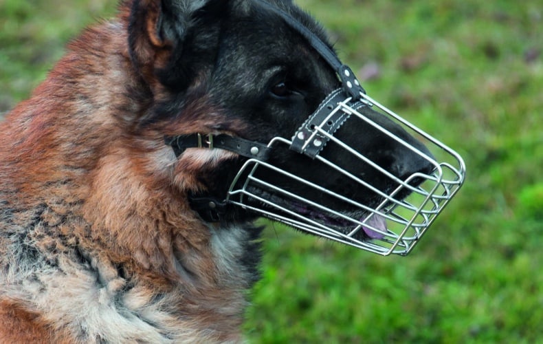 Chiens dits “dangereux” : démarches obligatoires.